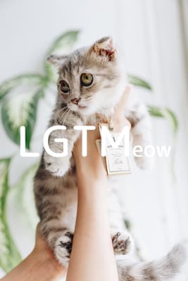 lgtm-cat-image