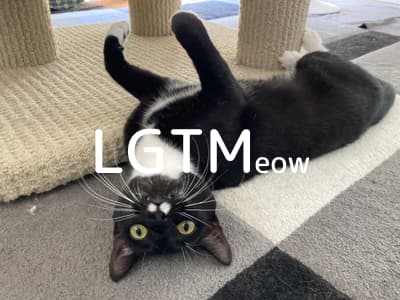 lgtm-cat-image